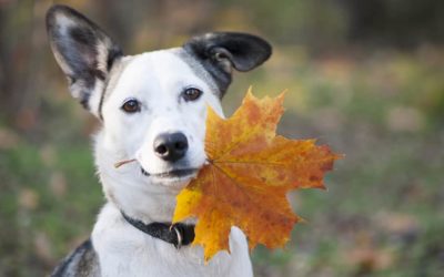 Fall Safety Tips for Pets  Pumpkin Spice and More