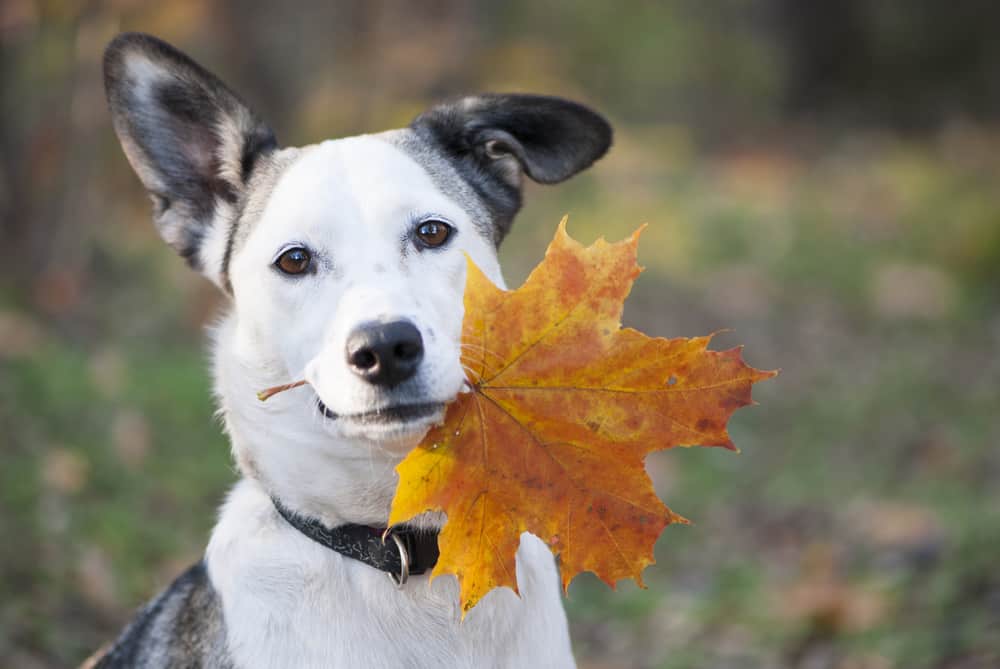 black and grey dog holding a leaf in its mouth