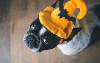 Halloween Safety Tips for  Your Furry Friends