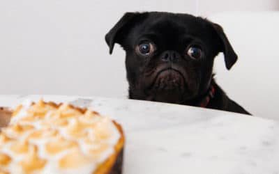 Thanksgiving Pet Safety  Tips from Goodheart