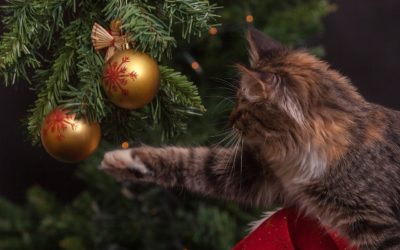 How to Prep Your Pet  For the Holiday Season