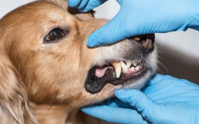 How to Brush Your Pet’s Teeth  Puppy, Kitten, and Adult