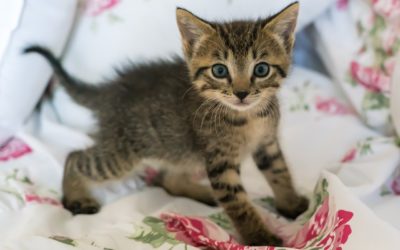 Bringing Home a New Pet  What You Need to Know