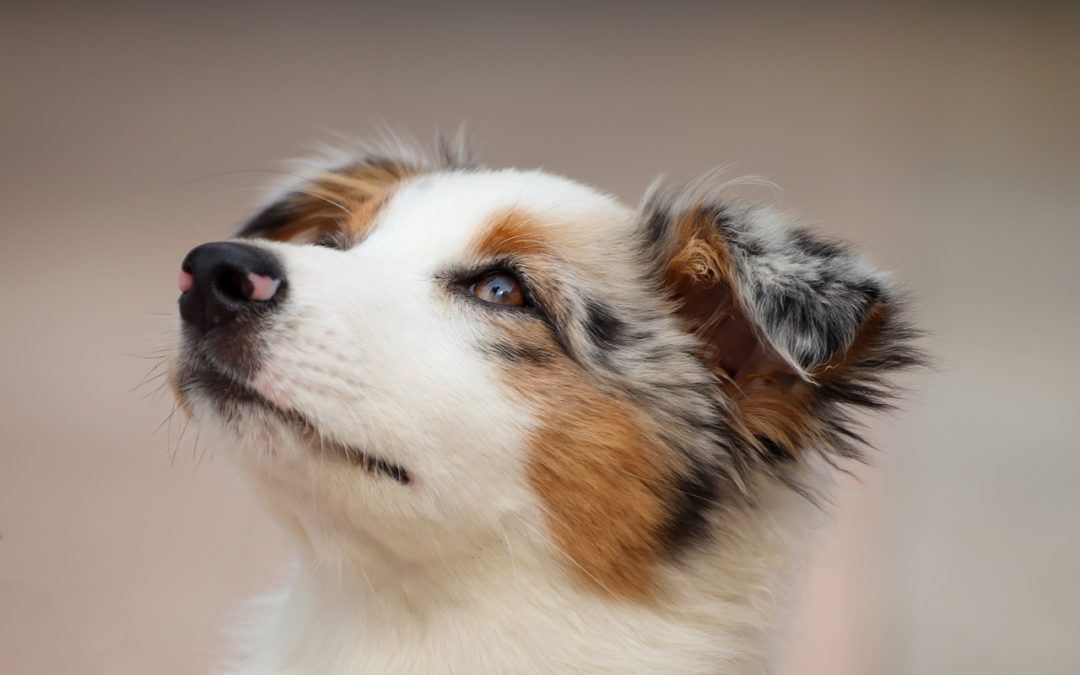 australian shepherd puppy