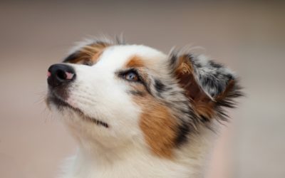 Can Pets Get or Spread COVID-19?  What the Experts Say