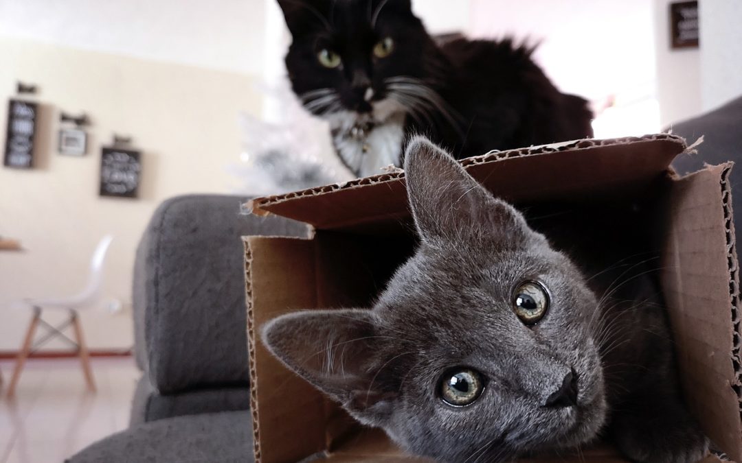 cats playing in boxes