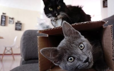Fun Activities to Enjoy with  Your Pet During COVID-19