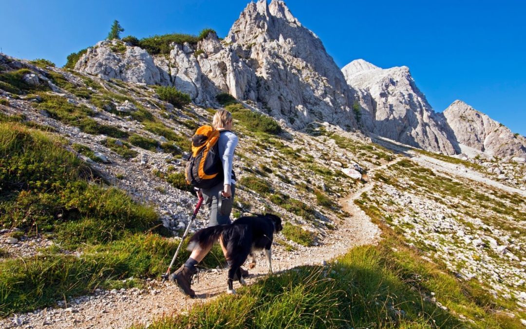 dog and person on a hike