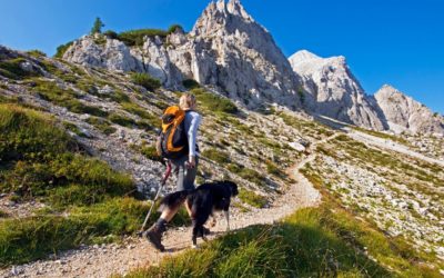 Tips for Stress-Free  Summer Pet Travel