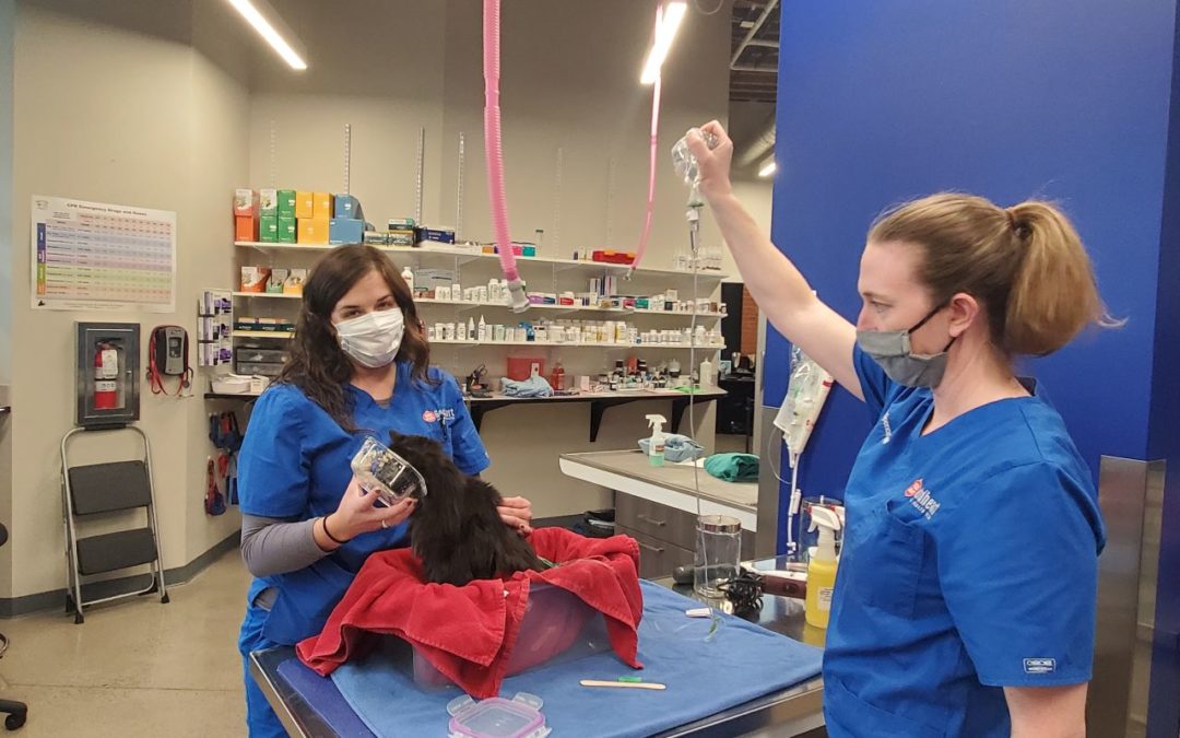 vet team giving fluids to a cat