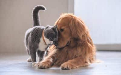 How Goodheart Gives Back to  Denver's Pet Community