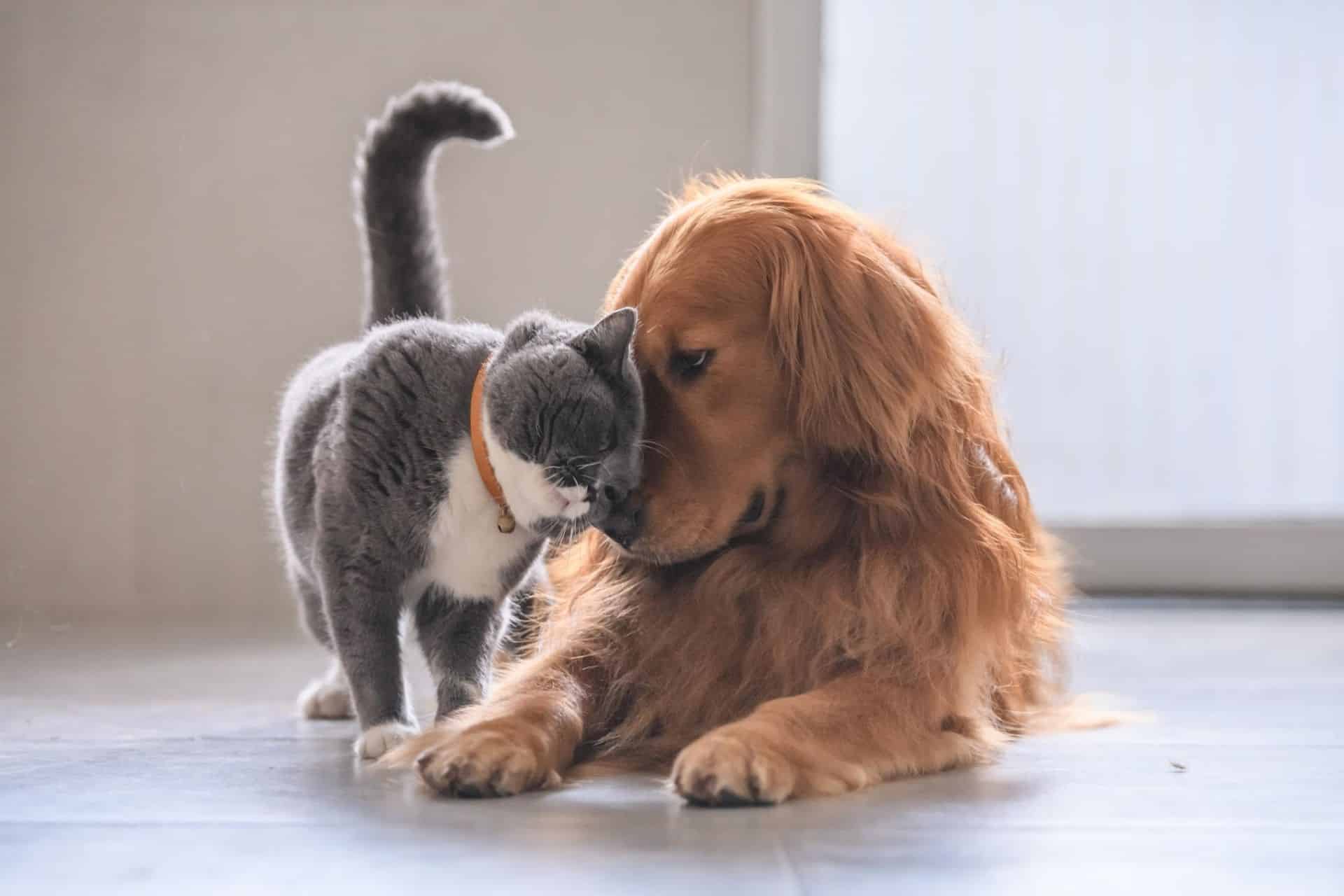 dog and cat snuggling