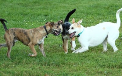 The Modern Guide to Dog  Training and Socialization