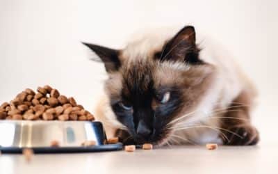 Feeding Your Pet Right  A Nutrition Guide