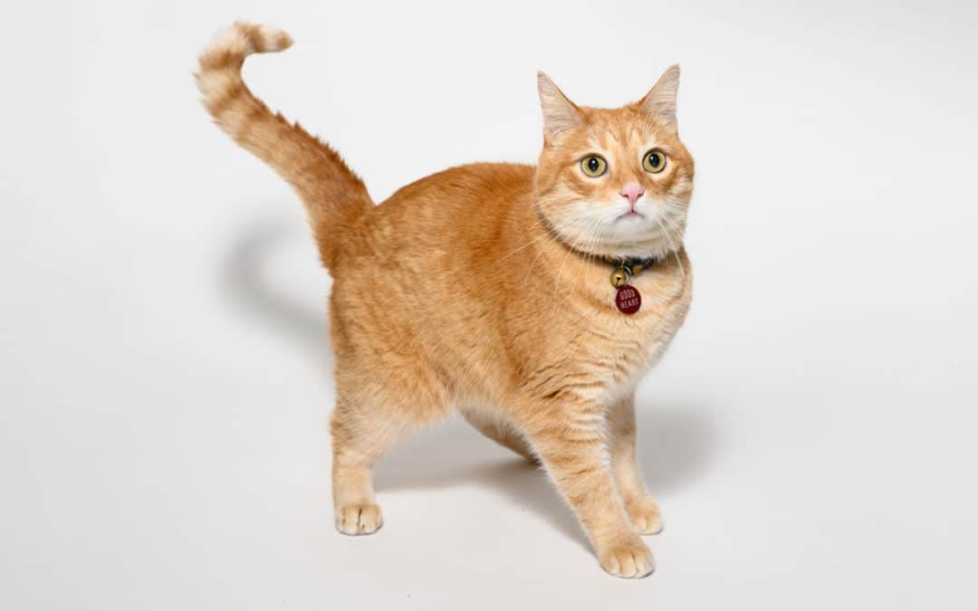 New Guidelines: Spay or Neuter  Cats by 5 Months