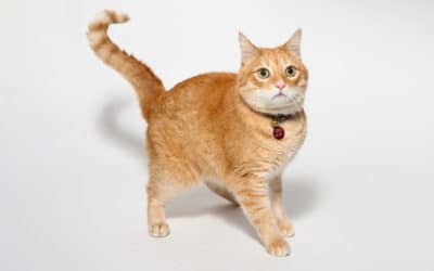 New Guidelines: Spay or Neuter  Cats by 5 Months