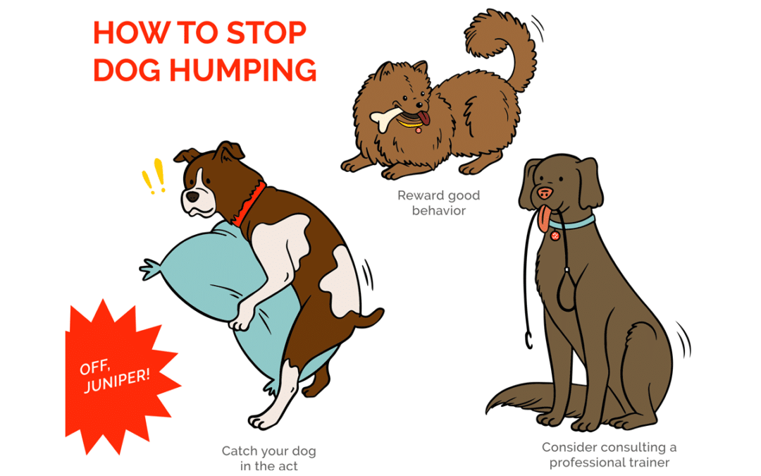 Why Dogs Hump  More Than Just a Behavior Issue