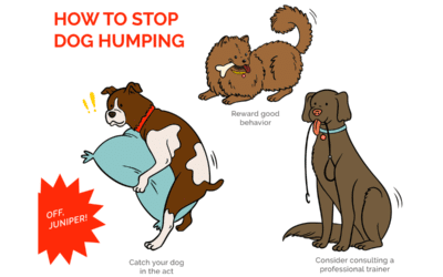 Why Dogs Hump  More Than Just a Behavior Issue