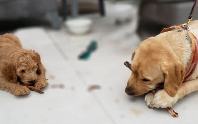 Your Dog’s Real Age  What New Research Reveals