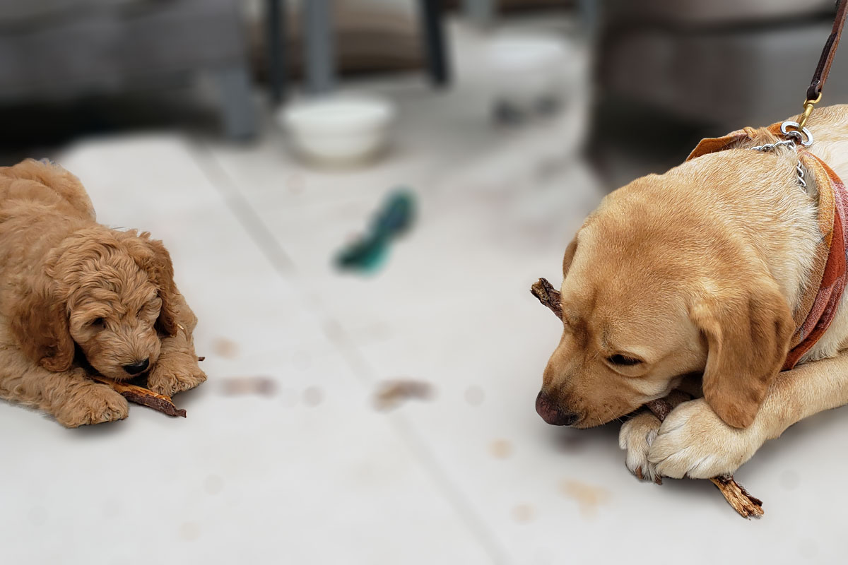 dogs chewing on bones