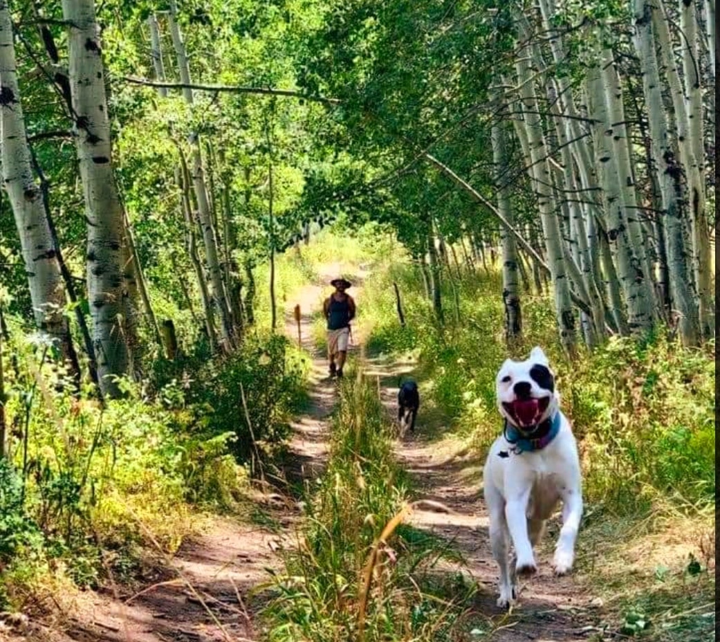 dogs running outside