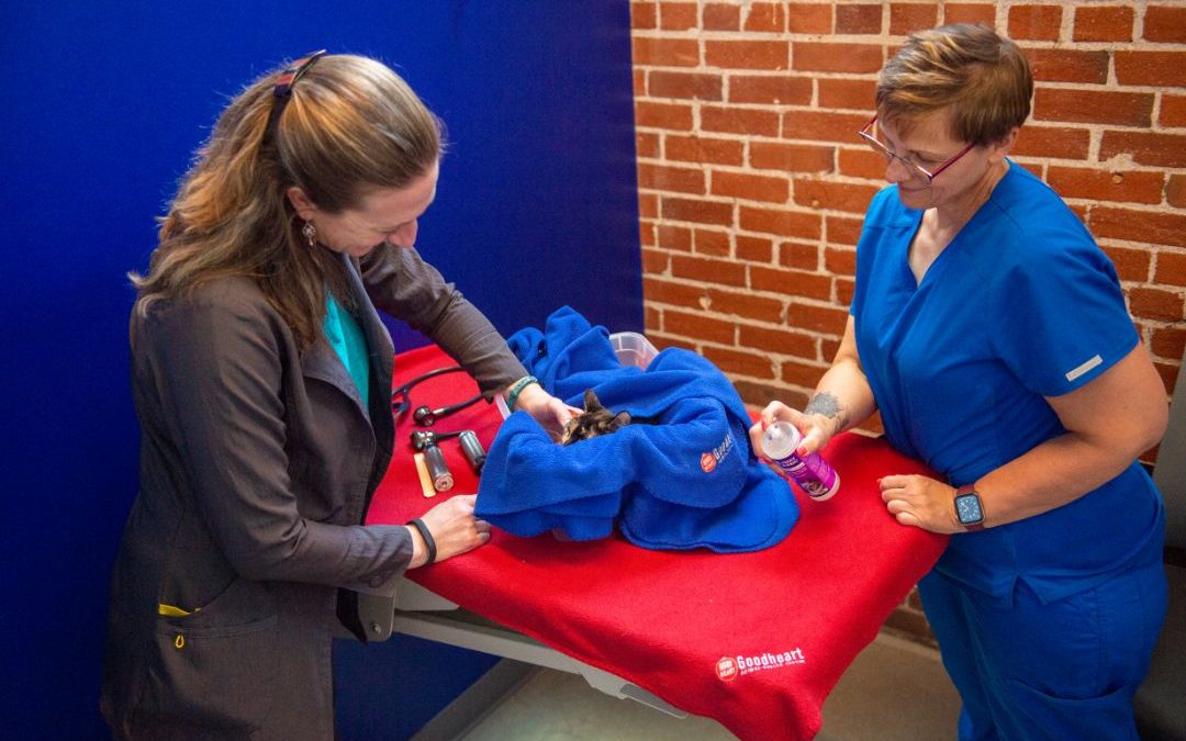vet team treating a cat
