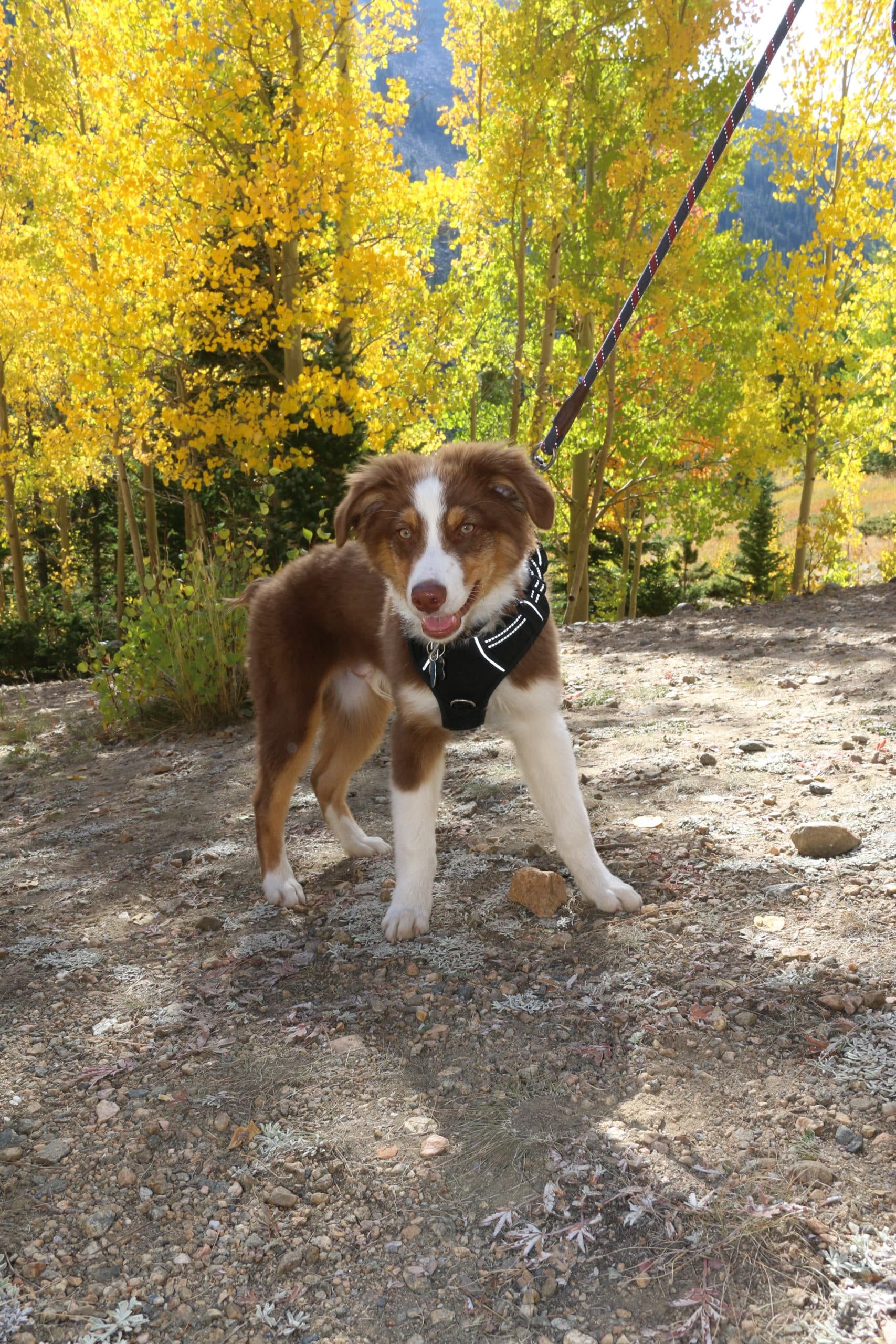 dog outside in the woods