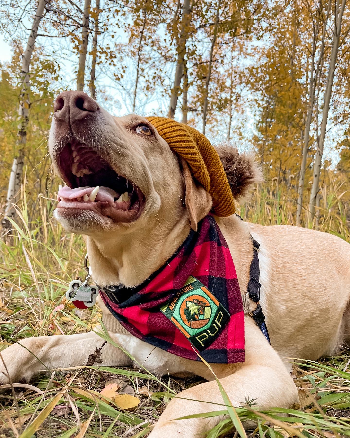 dog outside in the woods