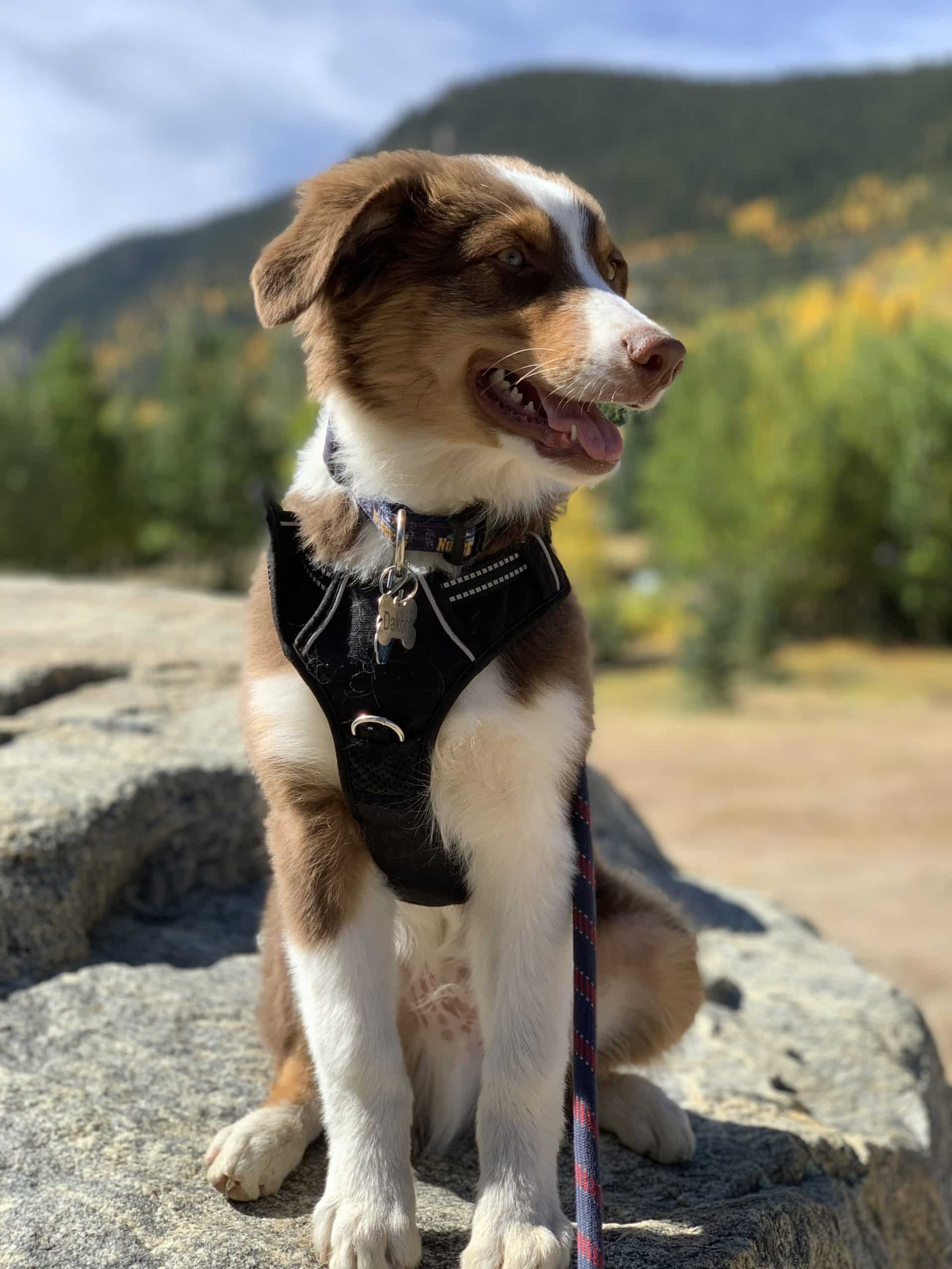 dog outside in the woods