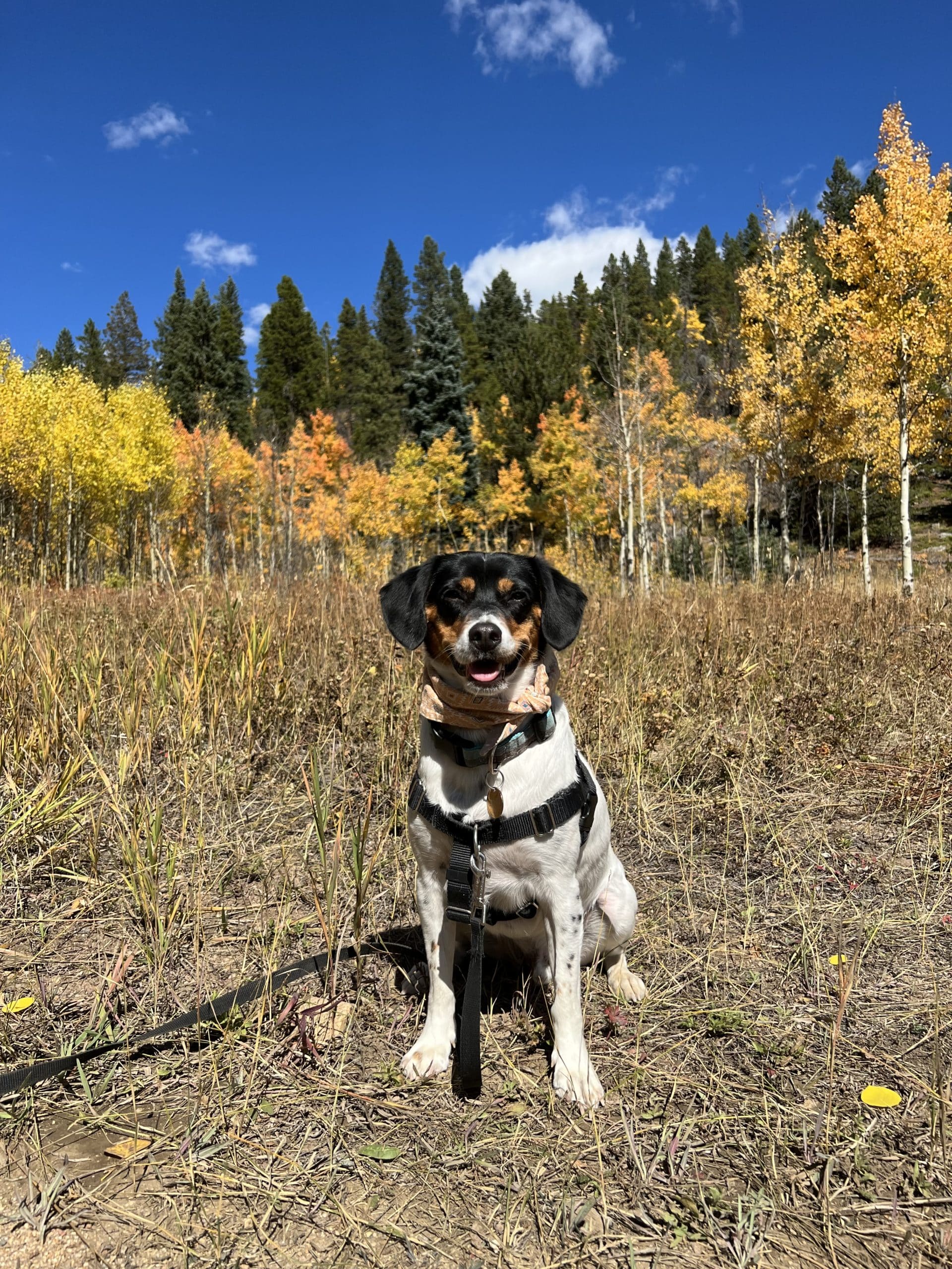 dog outside in the woods