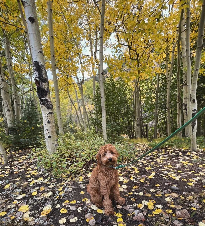 dog outside in the woods