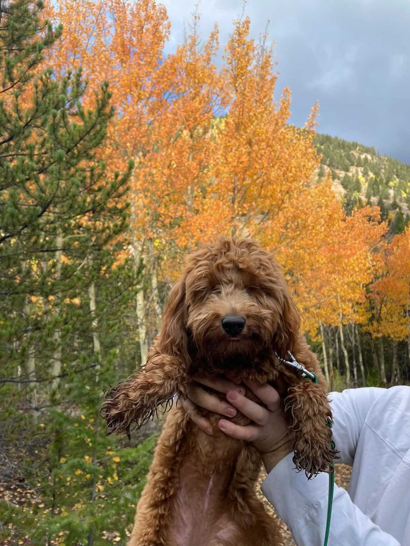 dog outside in the woods