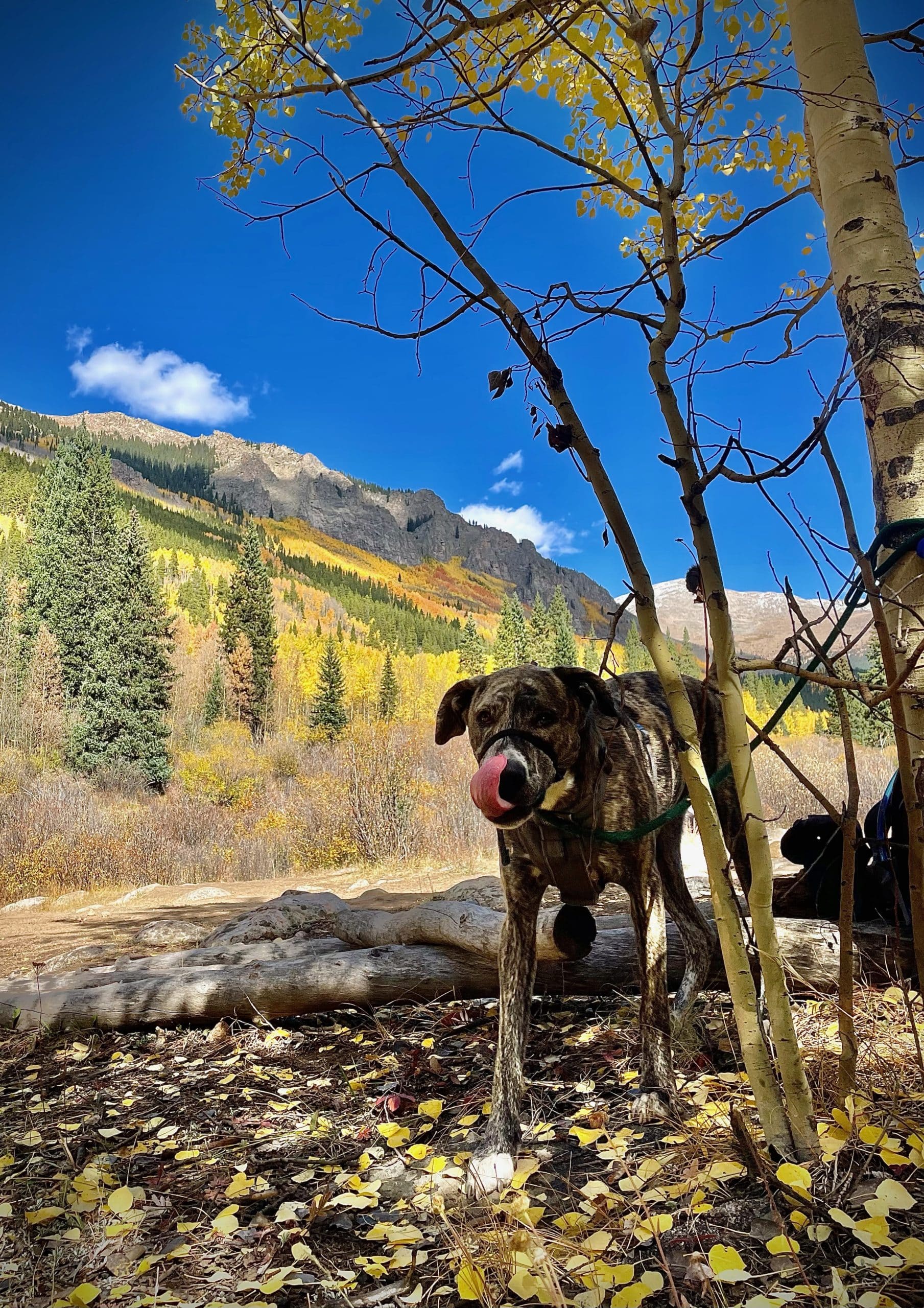 dog outside in the woods