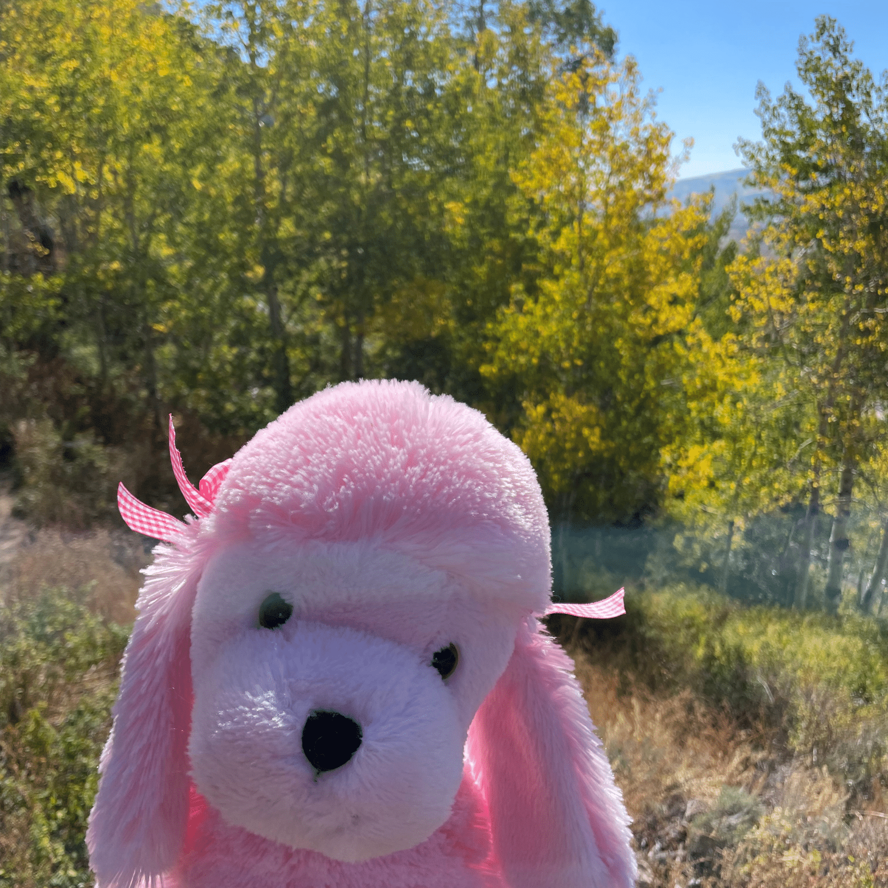 stuffed dog outside in the woods