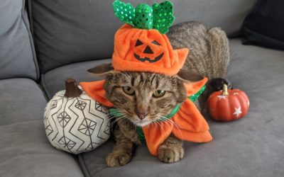 4 Halloween Treats That  Aren’t Safe for Pets