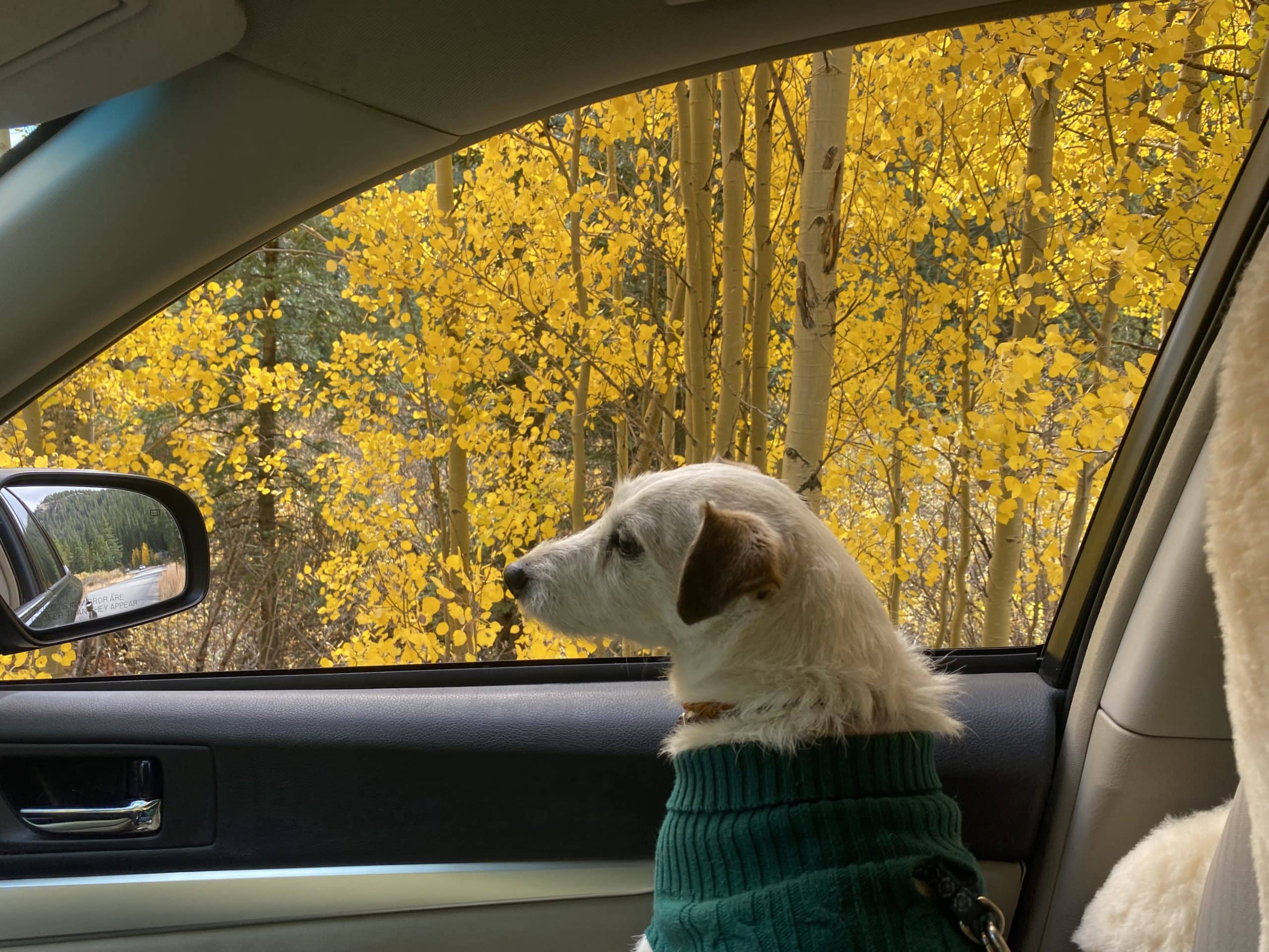 dog in a car looking outside in the woods
