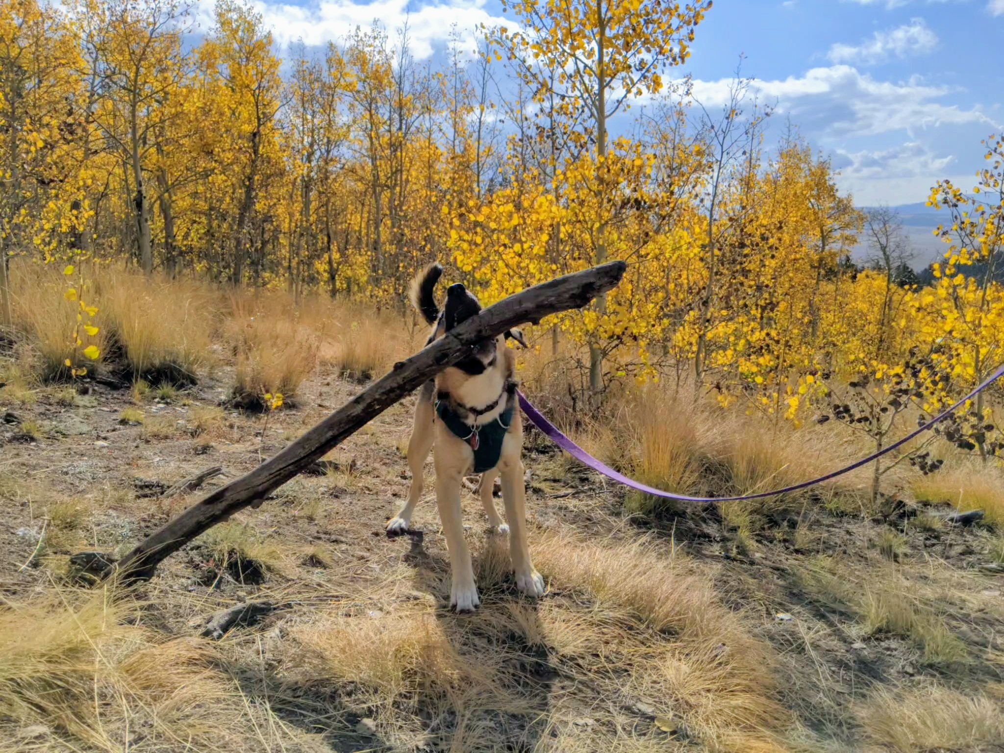 dog outside in the woods