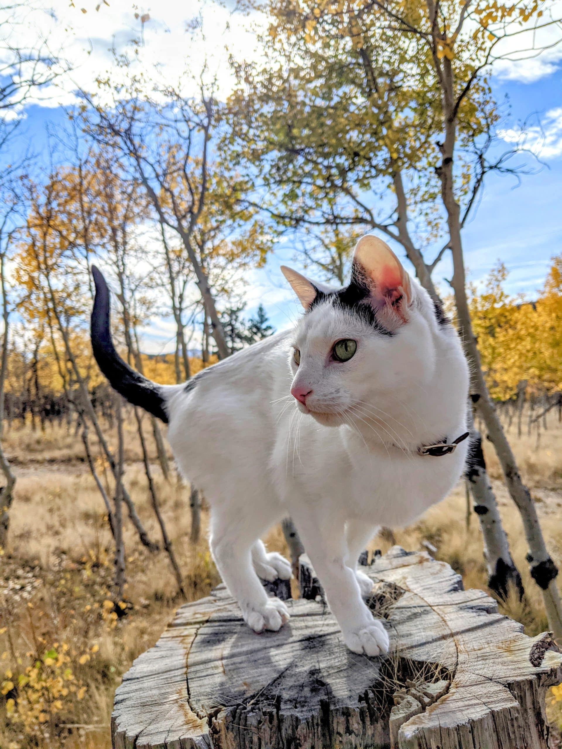 cat outside in the woods