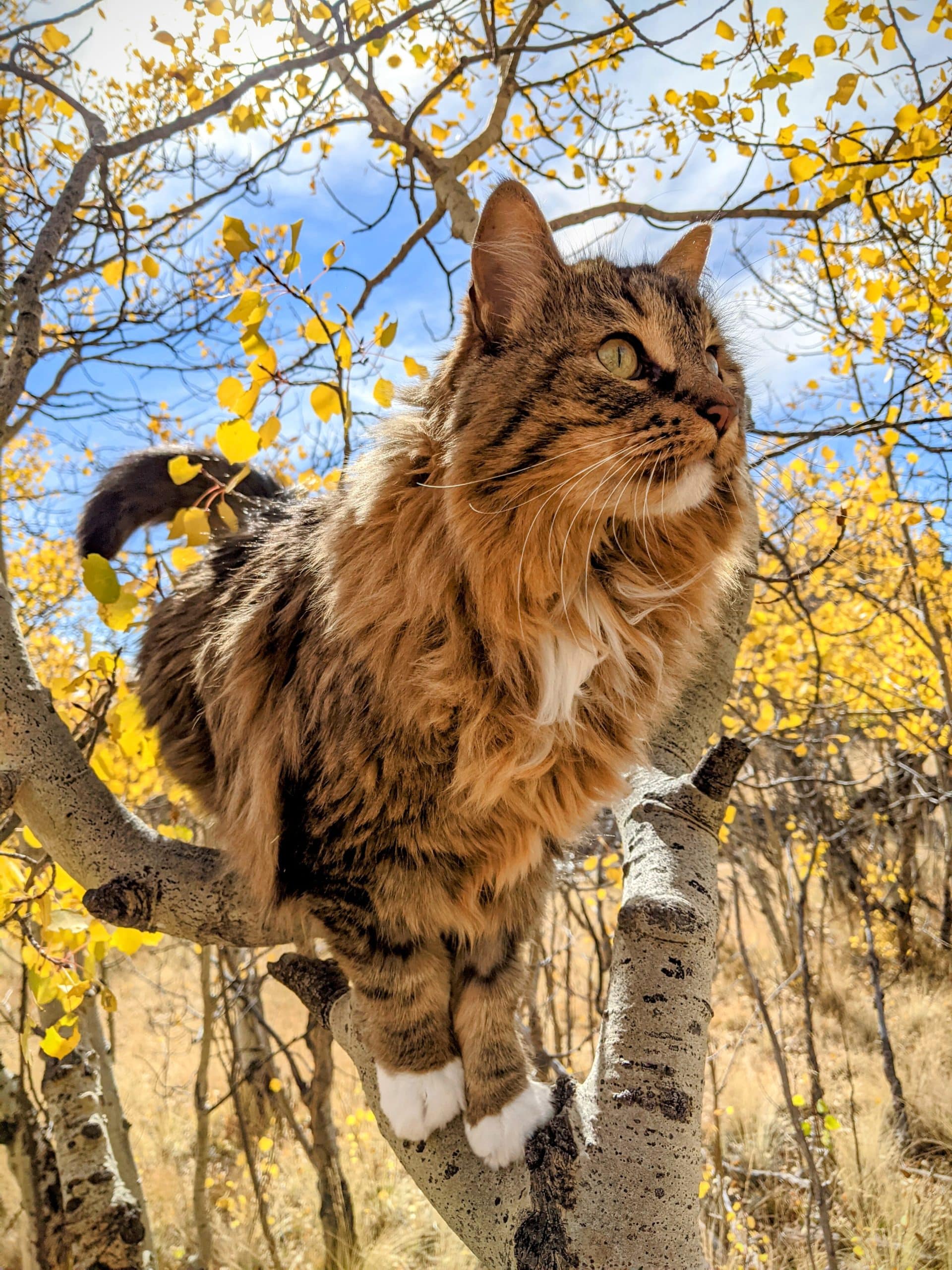 cat outside in the woods