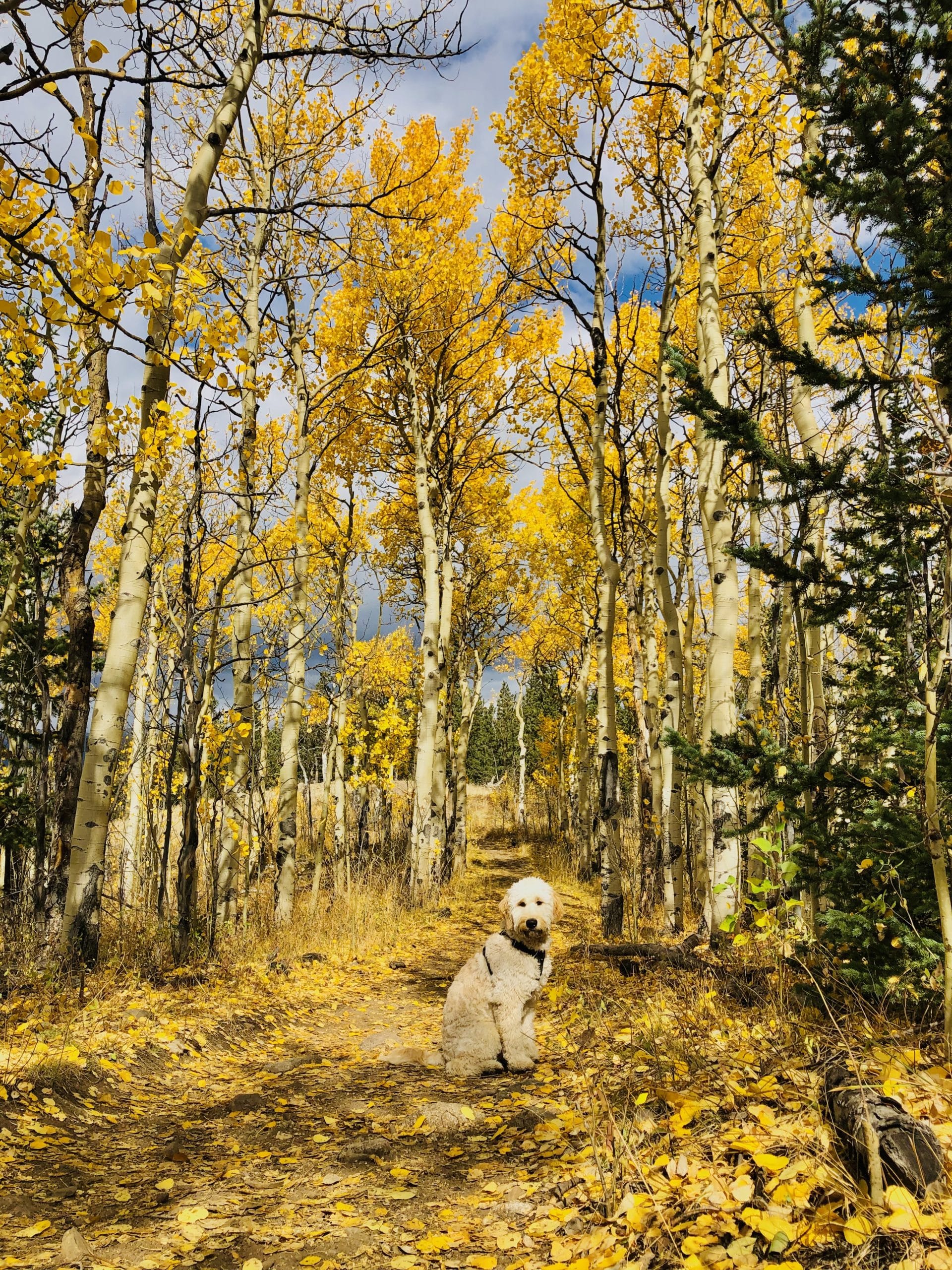 dog outside in the woods