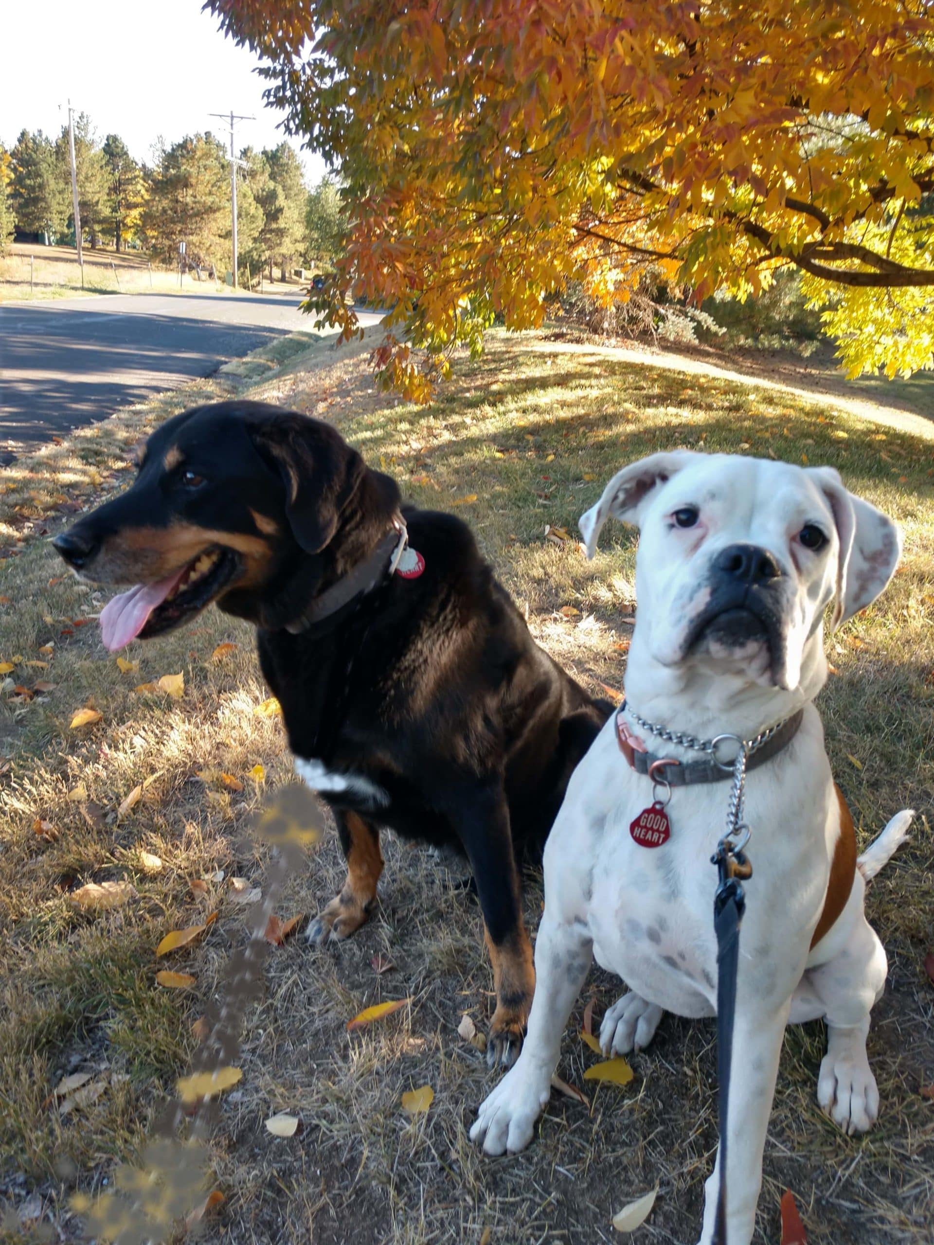 two dogs outside in the woods