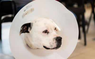 When to Spay or Neuter  Your Pet: A Simple Guide