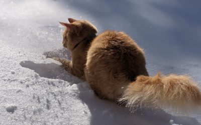 How to Keep Your Pet  Safe and Warm in Cold Weather
