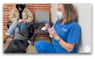 Brushing Your Pet’s Teeth  What You Should Know