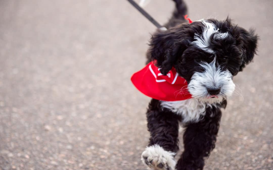 How to Prevent Tick  Borne Disease in Pets