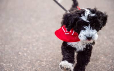 How to Prevent Tick  Borne Disease in Pets