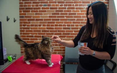 How to Support Your Senior  Pet’s Golden Years