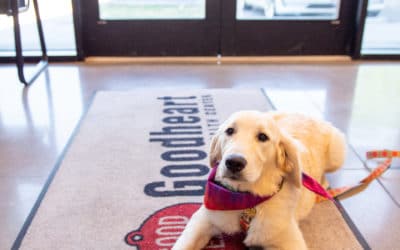 Preventing Heat Exhaustion in  Dogs This Summer