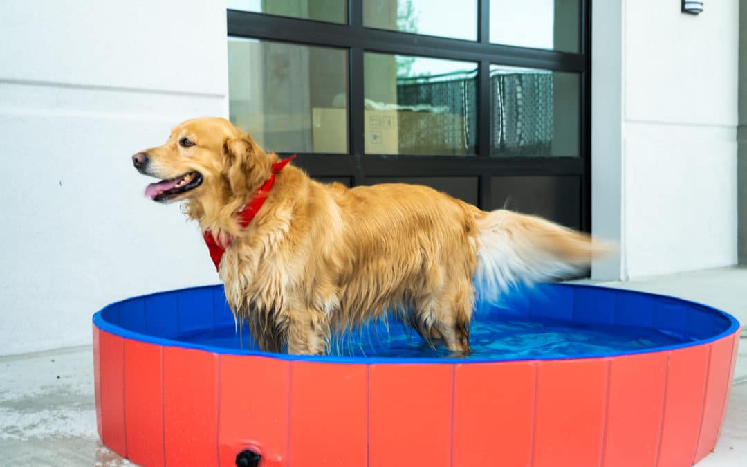 How to Prevent  Heatstroke in Pets