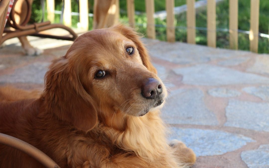 Back-to-School Transitions  Helping Your Pet Adjust